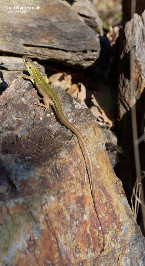 Green lizard