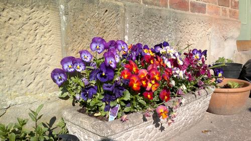 Cottage garden